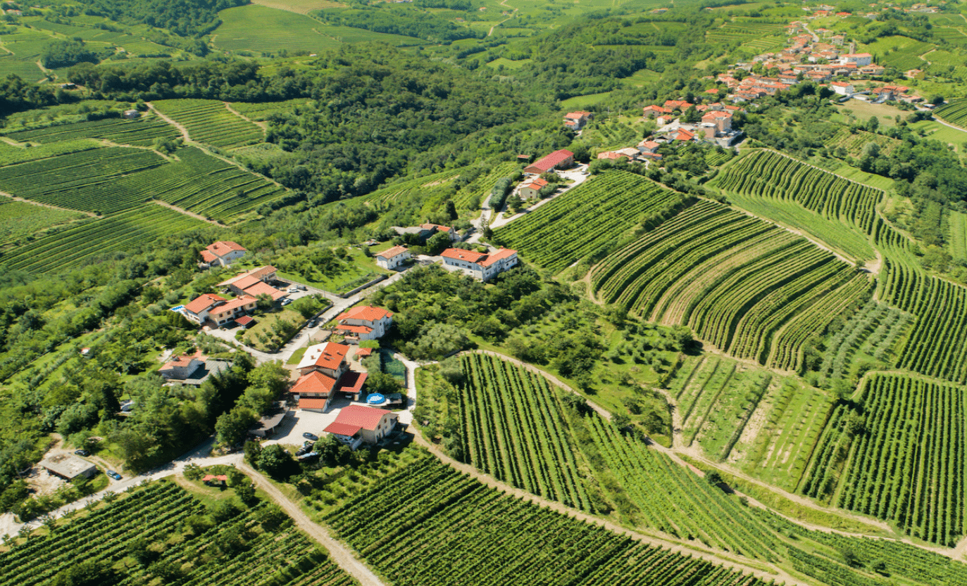 Moldovan Wine Culture: Exploring Vineyards Near Milestii Mici